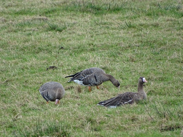 这粒进球不 这粒进球不