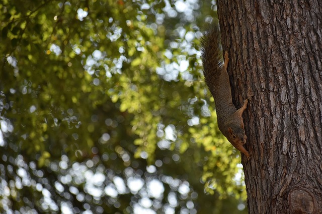 国安的橄榄 国安的橄榄