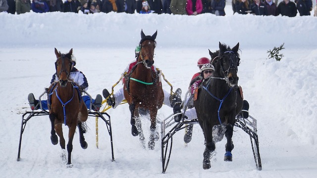船队的球迷 船队的球迷